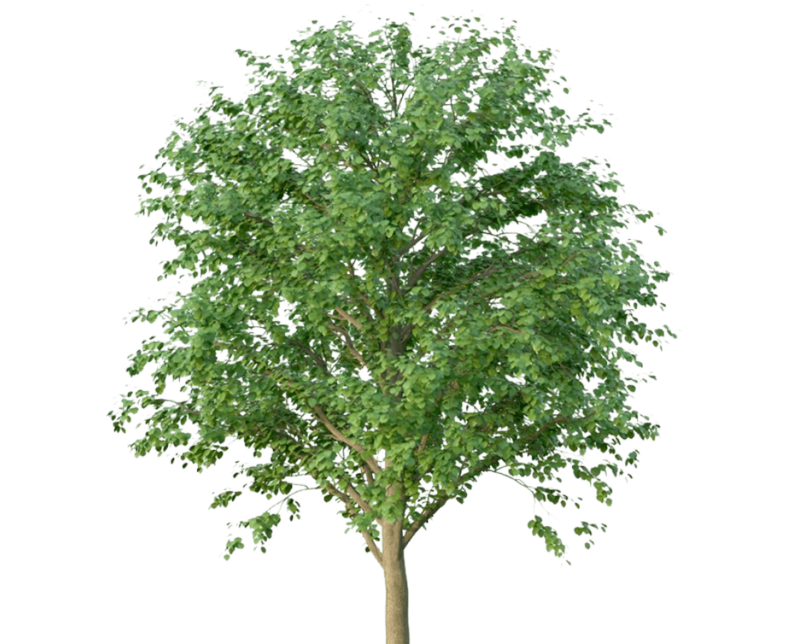 Transparent Green Tree